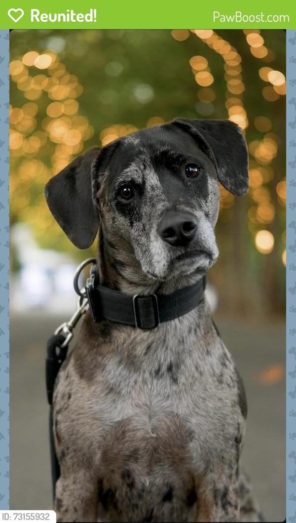 Reunited Male Dog last seen Near SE Flavel St Portland, OR 97206 United States, Portland, OR 97206