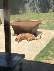 Lost Male Dog last seen Hurst dr and brown trial, Bedford, TX 76022