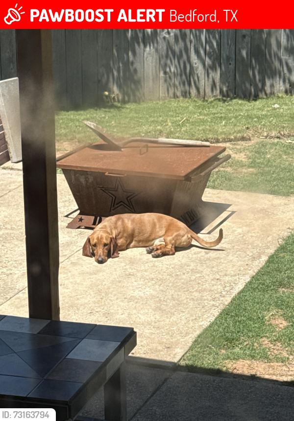 Lost Male Dog last seen Hurst dr and brown trial, Bedford, TX 76022