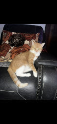 Reunited Male Cat last seen 41st River park, Louisville, KY 40211