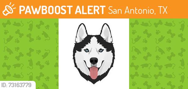 Found/Stray Female Dog last seen 36th and Hillcrest, San Antonio, TX 78228