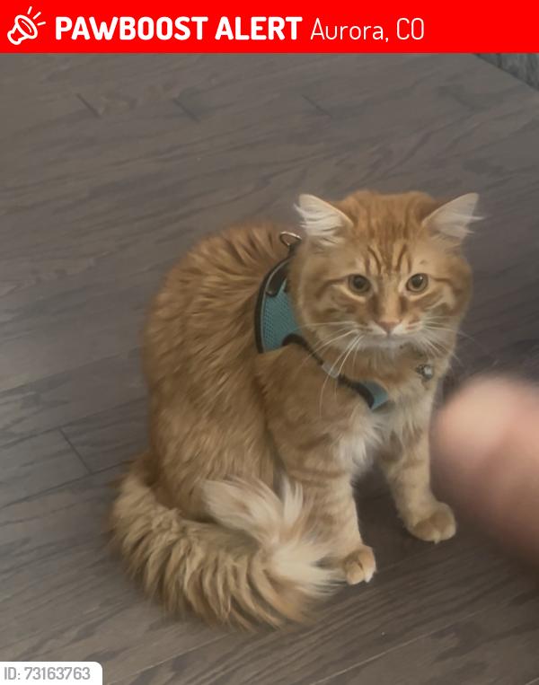 Lost Male Cat last seen Fue mirando en la calle Tíbet street en aurora co, Aurora, CO 80019