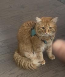 Lost Male Cat last seen Fue mirando en la calle Tíbet street en aurora co, Aurora, CO 80019