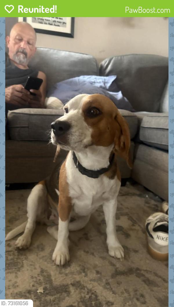 Reunited Female Dog last seen 8th Street/ Vineyard, Ontario, CA 91764