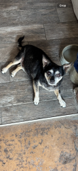 Lost Male Dog last seen Near Inkopah st Chula Vista. ca 91911, Chula Vista, CA 91911