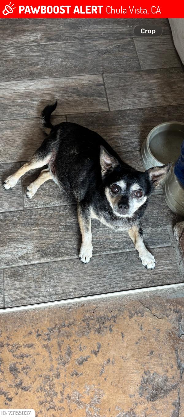 Lost Male Dog last seen Near Inkopah st Chula Vista. ca 91911, Chula Vista, CA 91911