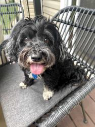 Lost Female Dog last seen 173rd St. West & Joplin or 173rd Ct West & Jonquil or 175th & Jonquil Ave, Lakeville, MN 55044