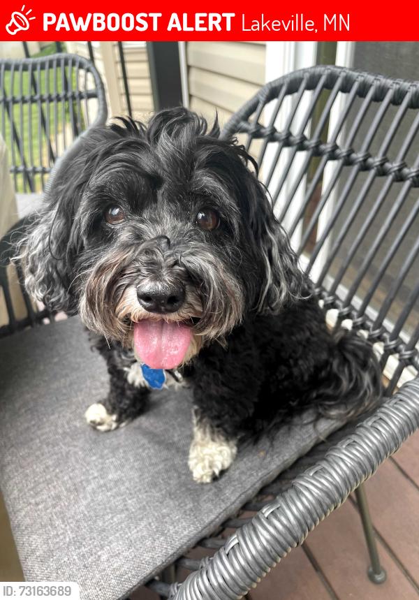 Lost Female Dog last seen 173rd St. West & Joplin or 173rd Ct West & Jonquil or 175th & Jonquil Ave, Lakeville, MN 55044