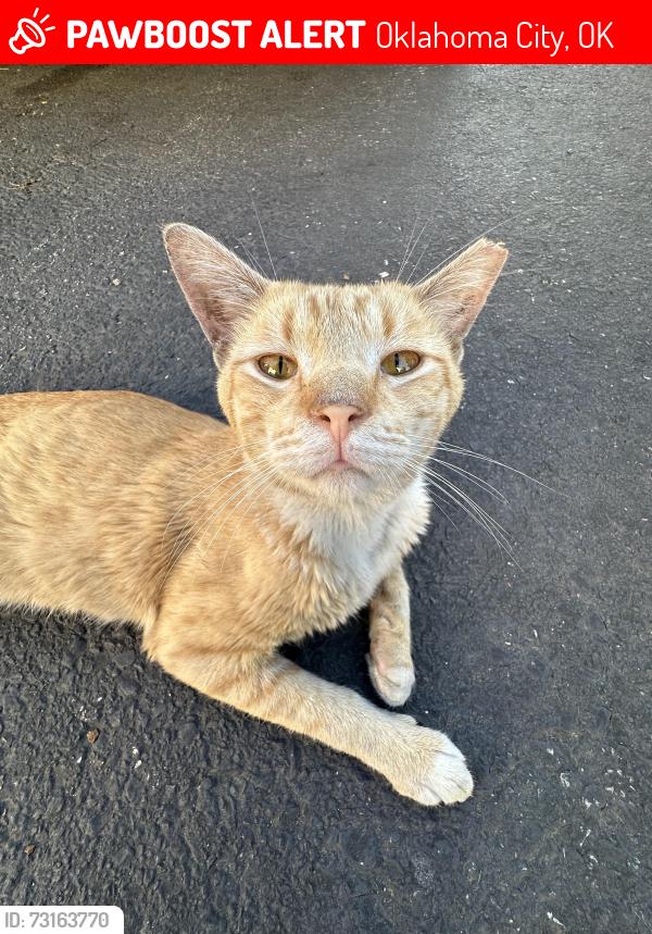 Lost Male Cat last seen Near Don Hickey Used Cars, Oklahoma City, OK 73127