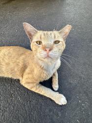 Lost Male Cat last seen Near Don Hickey Used Cars, Oklahoma City, OK 73127