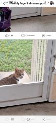 Found/Stray Male Cat last seen US 19 and Merryweather, Homosassa, FL 34446