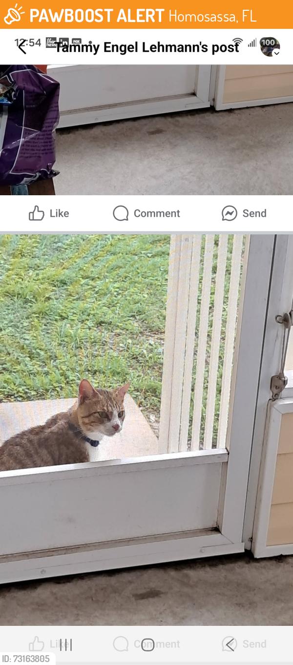 Found/Stray Male Cat last seen US 19 and Merryweather, Homosassa, FL 34446