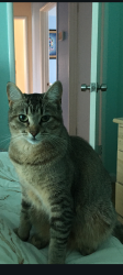 Lost Female Cat last seen Hilltop/Rincon/Renfew, El Sobrante, CA 94803