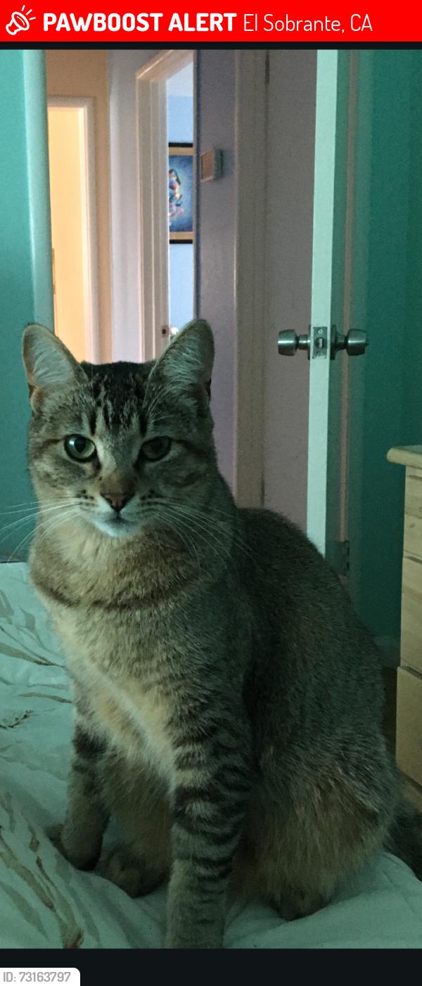 Lost Female Cat last seen Hilltop/Rincon/Renfew, El Sobrante, CA 94803