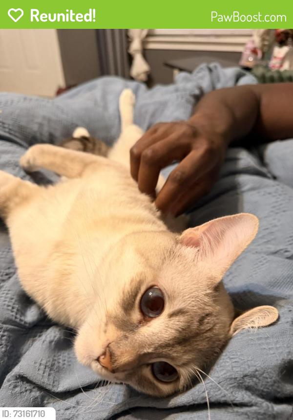 Reunited Male Cat last seen Florence rd & Granada, Killeen, TX 76542
