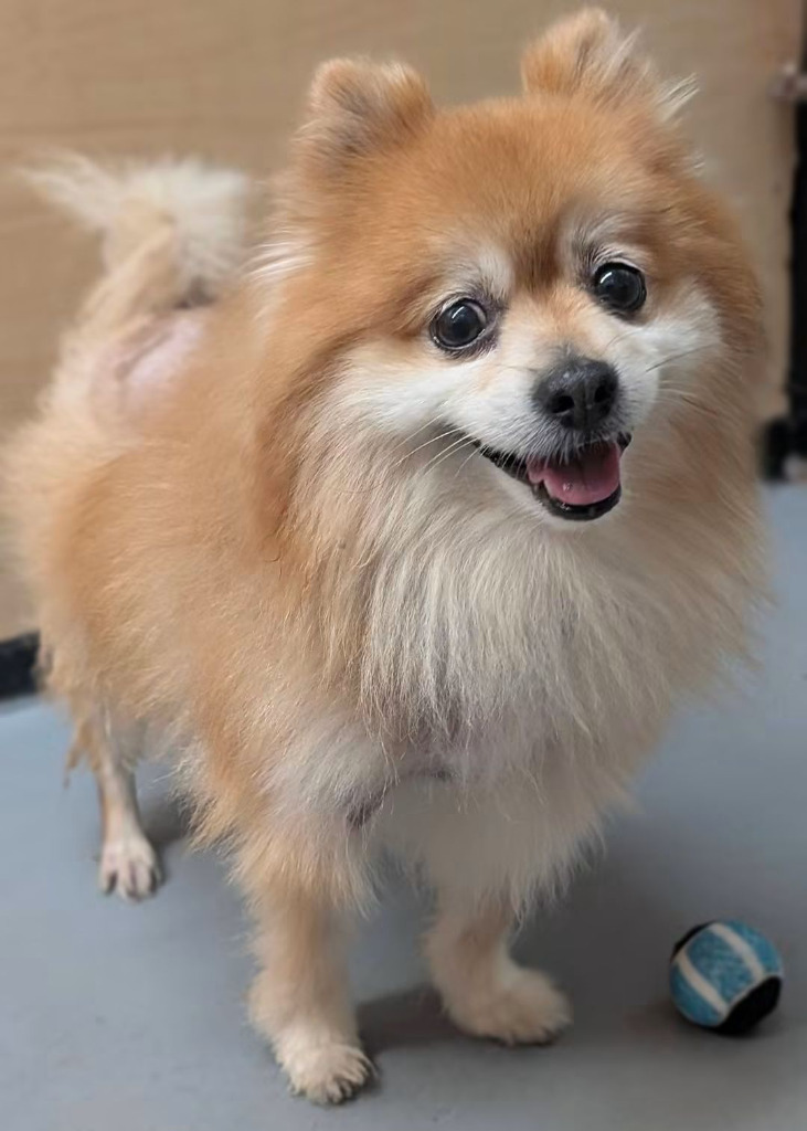 Shelter Stray Male Dog last seen , 22415 Groesbeck Hwy, Warren, MI 48089, USA