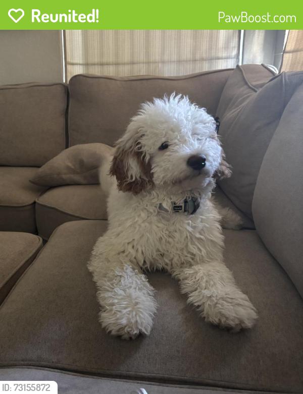 Reunited Male Dog last seen Cherry Hills and Ashley, Chandler, AZ 85249