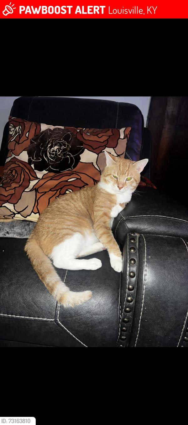 Lost Male Cat last seen Ally of 41st River park, Louisville, KY 40211