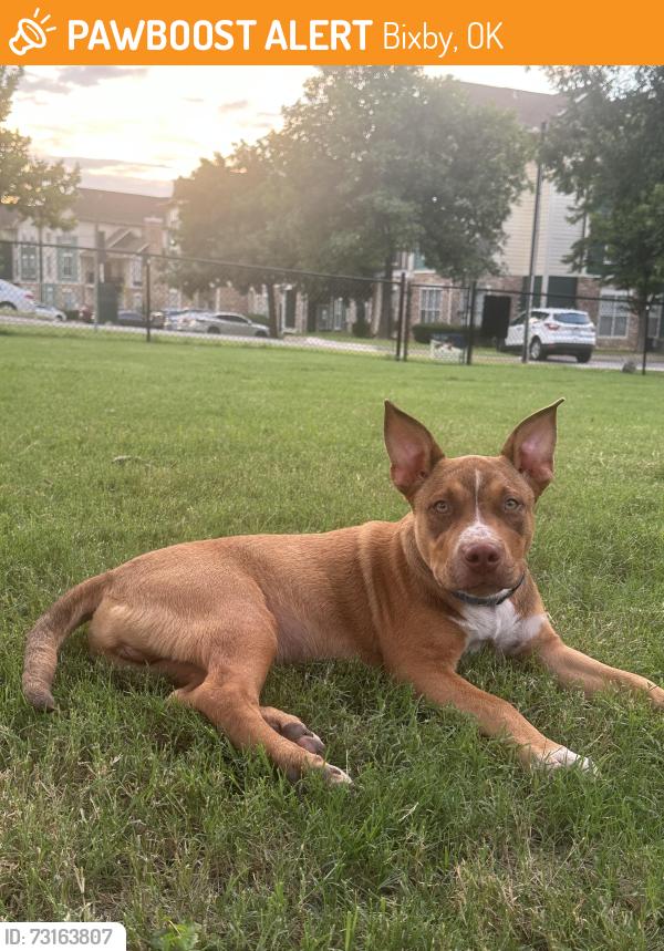 Found/Stray Male Dog last seen At Kimberly Clark, Bixby, OK 74008