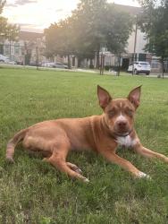 Found/Stray Male Dog last seen At Kimberly Clark, Bixby, OK 74008