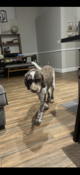 Lost Male Dog last seen Near Seafood Fest Grounds, Grant-Valkaria, FL 32949