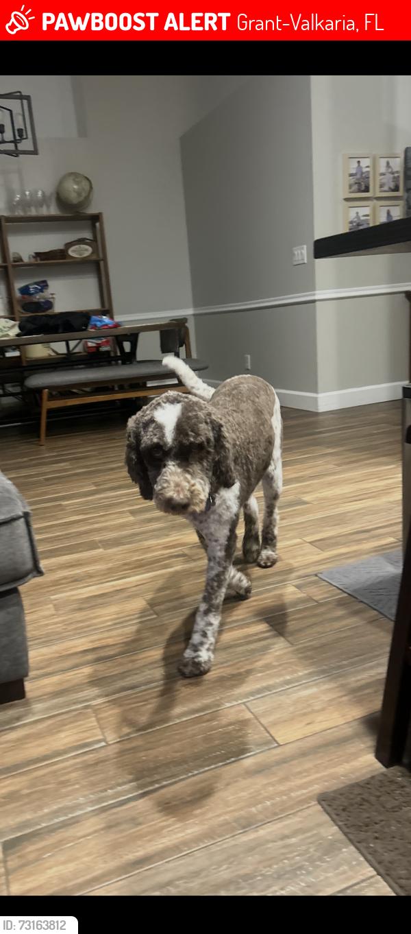Lost Male Dog last seen Near Seafood Fest Grounds, Grant-Valkaria, FL 32949
