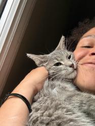 Reunited Female Cat last seen Stahelin and Melrose, Southfield, MI 48075