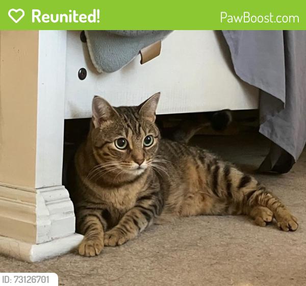 Reunited Female Cat last seen Meadow Trace and Fieldstone Circle, Charleston, SC 29414