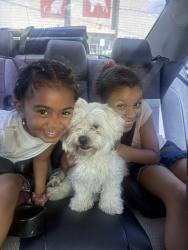 Reunited Male Dog last seen windmill and bufallo, Enterprise, NV 89113