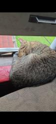 Lost Male Cat last seen Near E 33rd Street Minneapolis Minnesota, Minneapolis, MN 55407