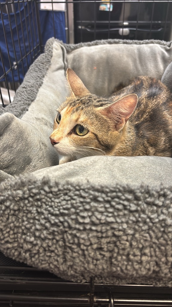 Shelter Stray Female Cat last seen Bexar County, 3353 Morningside Dr, New Braunfels, TX 78132, USA