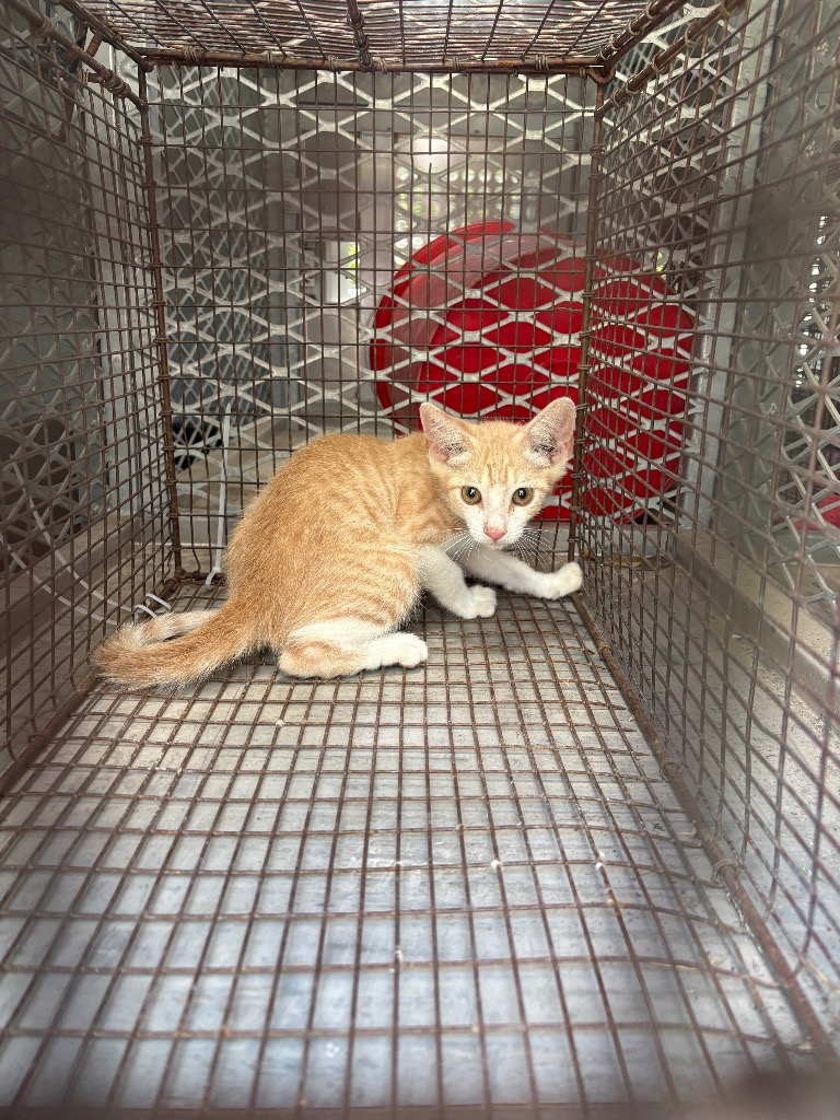 Shelter Stray Male Cat last seen Bexar County, 3353 Morningside Dr, New Braunfels, TX 78132, USA