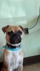 Shelter Stray Male Dog last seen Bexar County, 3353 Morningside Dr, New Braunfels, TX 78132, USA