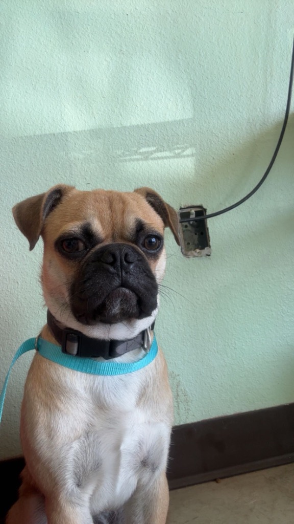 Shelter Stray Male Dog last seen Bexar County, 3353 Morningside Dr, New Braunfels, TX 78132, USA
