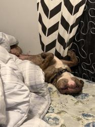 Lost Male Dog last seen Grand Prairie, Grand Prairie, TX 75052