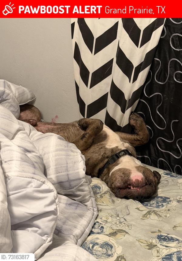 Lost Male Dog last seen Grand Prairie, Grand Prairie, TX 75052