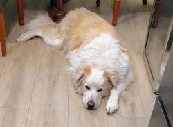 Lost Male Dog last seen County Road #4925, Trenton, TX 75490