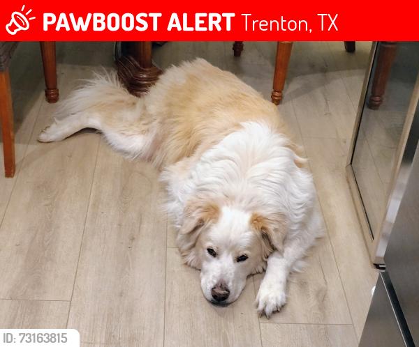Lost Male Dog last seen County Road #4925, Trenton, TX 75490