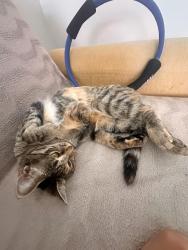 Lost Female Cat last seen second roundabout past seckinger highschool, Buford, GA 30519
