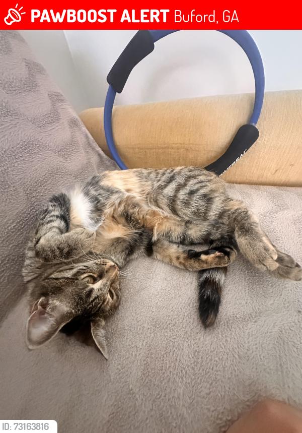 Lost Female Cat last seen second roundabout past seckinger highschool, Buford, GA 30519