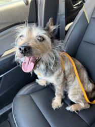 Found/Stray Male Dog last seen Windmill apmts, Colorado Springs, CO 80916