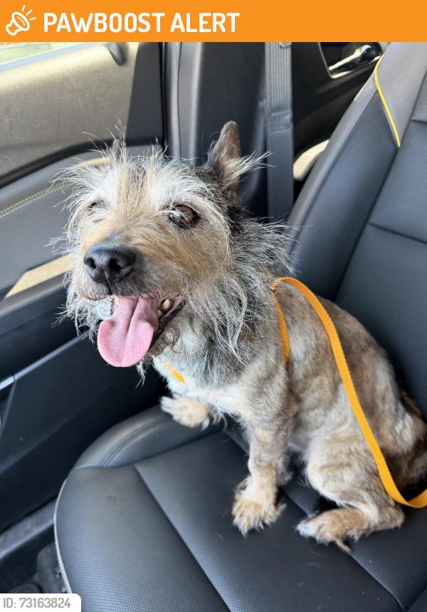 Found/Stray Male Dog last seen Windmill apmts, Colorado Springs, CO 80916