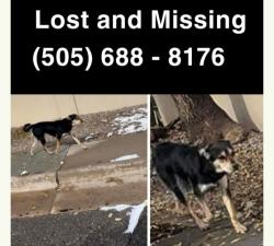 Lost Female Dog last seen Cloudcroft/58th st, Albuquerque, NM 87121