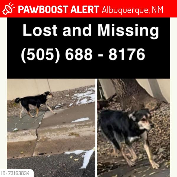 Lost Female Dog last seen Cloudcroft/58th st, Albuquerque, NM 87121