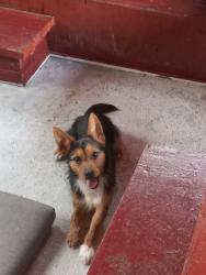 Found/Stray Male Dog last seen Papa John's and family dollar off riverdale road, Atlanta, GA 30349