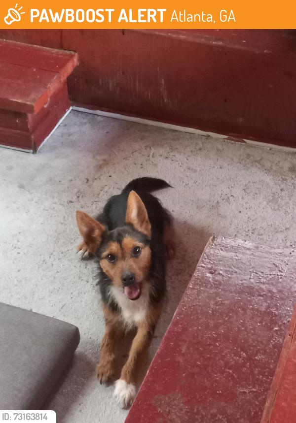 Found/Stray Male Dog last seen Papa John's and family dollar off riverdale road, Atlanta, GA 30349