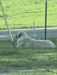 Found/Stray Male Dog last seen Church, Wilson County, TN 37090