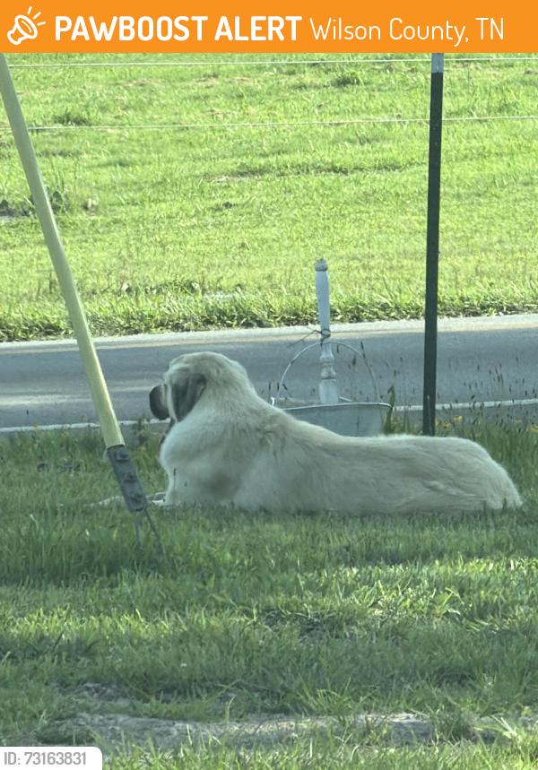 Found/Stray Male Dog last seen Church, Wilson County, TN 37090