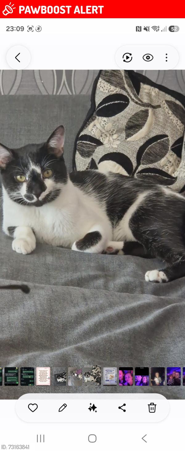 Lost Male Cat last seen St marks road, West Midlands, England DY4