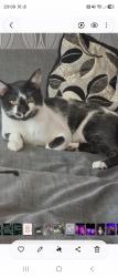 Lost Male Cat last seen St marks road, West Midlands, England DY4